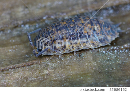 Closeup on a colorful Rathke's Woodlouse , Trachelipus rathkii sitting on a piece of wood in the garden 85686162