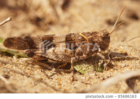 Closeup of the Blue-winged grasshopper, Oedipoda caerulescens on sandy soil Closeup of the Blue-winged grasshopper, Oedipoda caerulescens on sandy soil 85686163