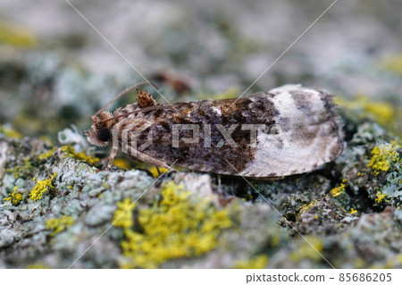 Closeup on the marbled orchard tortrix or green budworm moth , Hedya nubiferana on a piece of wood Closeup on the marbled orchard tortrix or green budworm moth , Hedya nubiferana on a piece of wood 85686205
