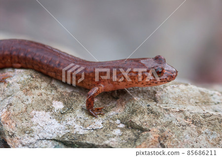 Closeup on a Spring salamander, Gyrinophylus porphyriticus sitting on a stone 85686211