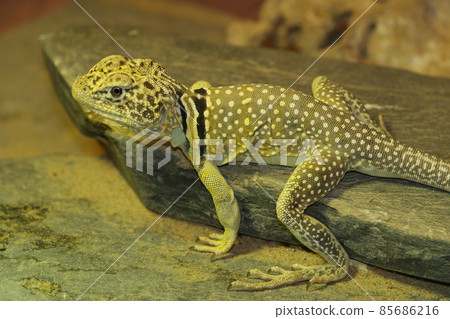 Closeup of the common or eastern collared lizard , Crotaphytus collaris sitting in the sand Closeup of the common or eastern collared lizard , Crotaphytus collaris sitting in the sand 85686216