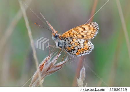 An upward angle closeup of the Glanville Fritillary butterfly, Melitaea cinxia with open wings in the grass 85686219