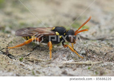 Close up of a female Painten Nomad bee ,Nomada fucata , a cleptoparasite species that host the Yellow legged mining bee , Andrena flavipes 85686220