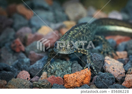 Closeup of an adult male aquatic Macedonian crested newt, Triturus macedonicus 85686228