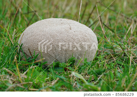Closeup on a large Puffball mushroom , Calvatia utriformis in the grassland 85686229