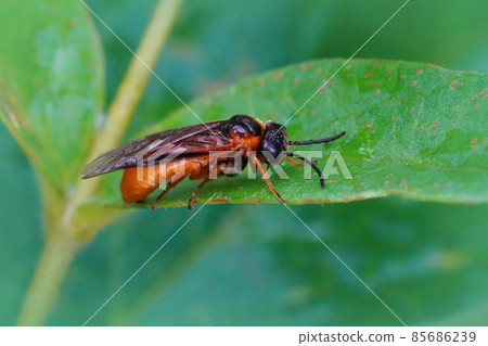 Closeup of an orange sawfly species , Monostegia abdominalis , sitting on a green leaf 85686239