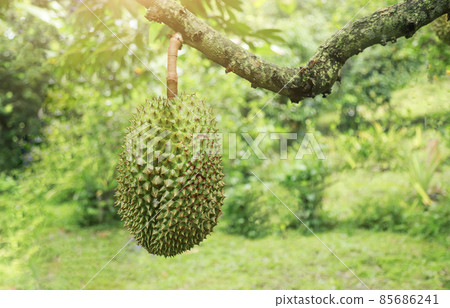 Growing green durian fruit hanging on tree in agriculture farm of local fruit farm 85686241