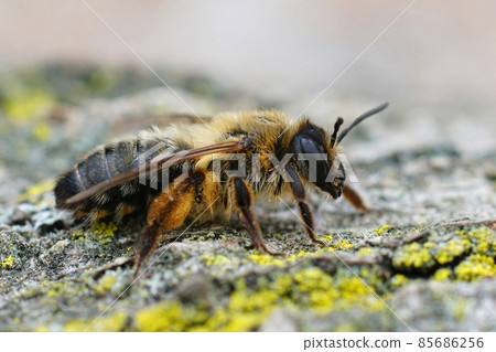 Closeup on a female of the rather large Buffish mining bee, Andrena nigroaenea in the Gard, France 85686256