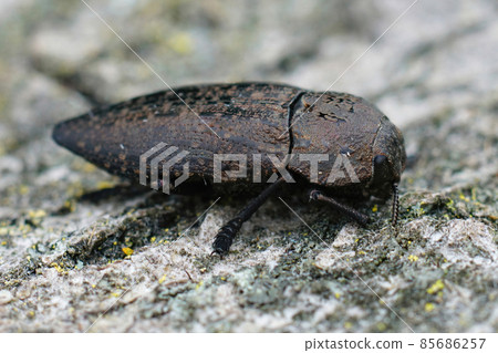 Closeup on one of the larger brown jewel beetles from the Gard, Capnodis tenebricosa 85686257