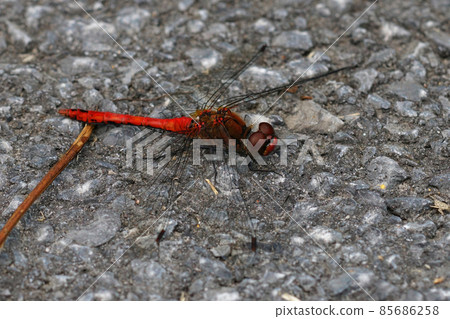 Closeup of a beautiful male ruby red dragonfly, Sympetrum sanguineum, warming up on the road 85686258
