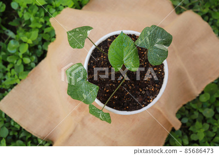 homalomena rubescens variegated growing in pot of organic farm in morning time 85686473
