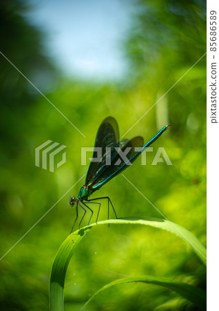 Beautiful young Aohada dragonfly in the grass 85686589