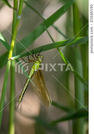 Birth of Aoyama 85686590