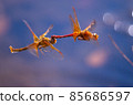 Sympetrum speciosum 產卵飛行 85686597