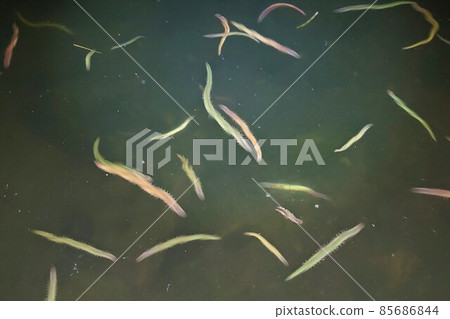 State of missing bee (sea bass fishing) 85686844