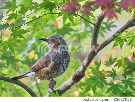 一隻仍然棲息在綠色楓樹上的白頭翁。 85687098