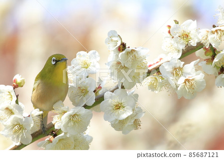 梅花和梅佐 85687121