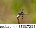 Libellula 安吉麗娜 男性 85687238