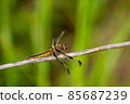 Libellula 安吉麗娜 女 85687239