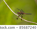 Libellula angelina 年輕男性 85687240