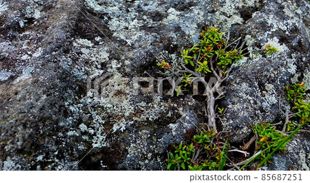 Shrubs entwined in rocks 85687251
