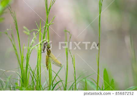 Four-spotted chafer emergence 85687252