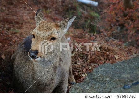 Deer of Todaiji Deer of Todaiji 85687356