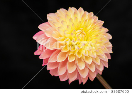 Black background that can be used for dahlia material Horizontal position Pink and yellow Good luck with fresh flowers Black background that can be used for dahlia material Horizontal position Pink and yellow Good luck with fresh flowers 85687600