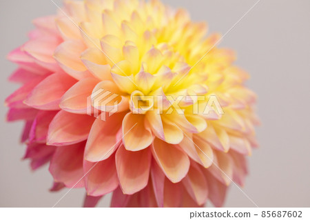 White background that can be used for dahlia material Horizontal position Pink and yellow Good luck with fresh flowers 85687602