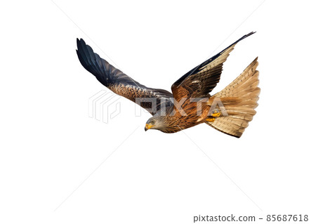 Agile red kite hunting in the air with open wings isolated on white background Agile red kite hunting in the air with open wings isolated on white background 85687618