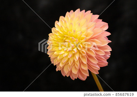可用於大麗花材料的黑色背景 水平位置 粉紅色和黃色 鮮花好運 可用於大麗花材料的黑色背景 水平位置 粉紅色和黃色 鮮花好運 85687619