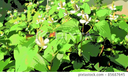 魚腥草是一朵白色的十字花 85687645