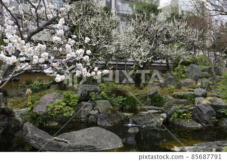湯島天神社(湯島天神)梅園(垂梅) 湯島天神社(湯島天神)梅園(垂梅) 85687791