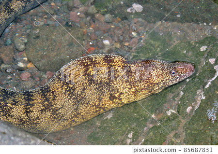 Sea gang, moray eel Sea gang, moray eel 85687831