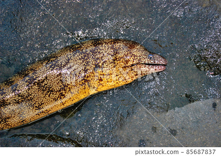 Sea gang, moray eel 85687837
