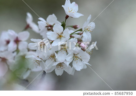 Spring in full bloom Spring in full bloom 85687950