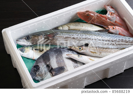鮮魚塞在泡沫塑料中 85688219