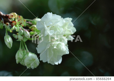 Spring in full bloom Spring in full bloom 85688264