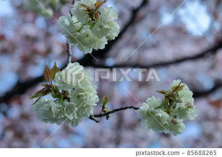 Spring in full bloom 85688265