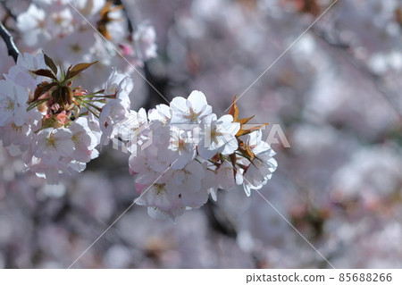 Spring in full bloom Spring in full bloom 85688266