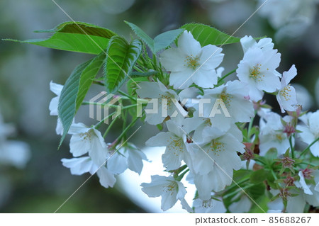 Spring in full bloom 85688267