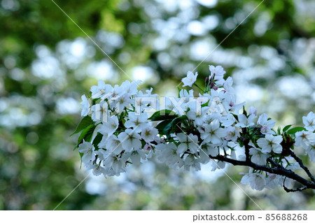 Spring in full bloom Spring in full bloom 85688268