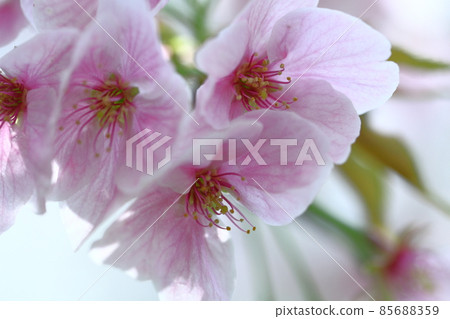 Spring in full bloom Spring in full bloom 85688359