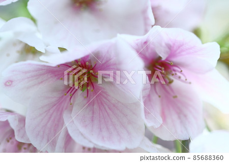 Spring in full bloom Spring in full bloom 85688360