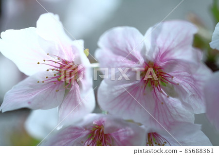 Spring in full bloom Spring in full bloom 85688361