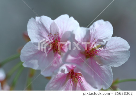 Spring in full bloom Spring in full bloom 85688362