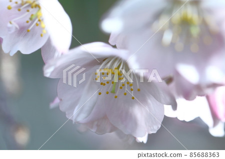 Spring in full bloom Spring in full bloom 85688363