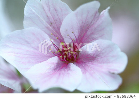 Spring in full bloom Spring in full bloom 85688364