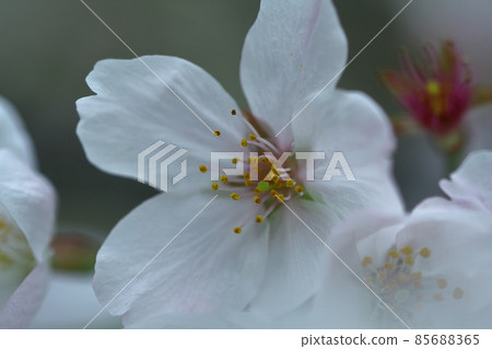 Spring in full bloom 85688365