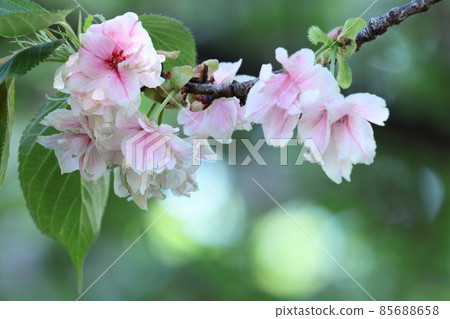 Spring in full bloom Spring in full bloom 85688658